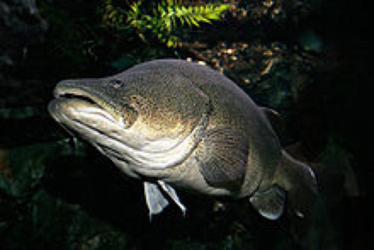 fish