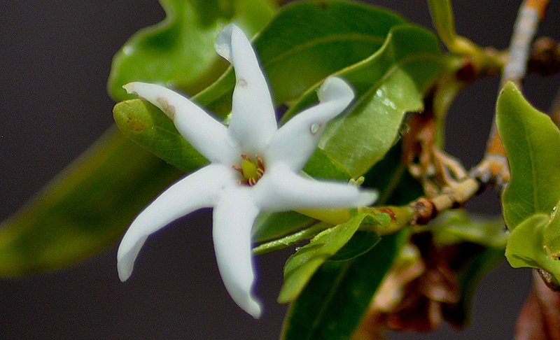 Gardenia