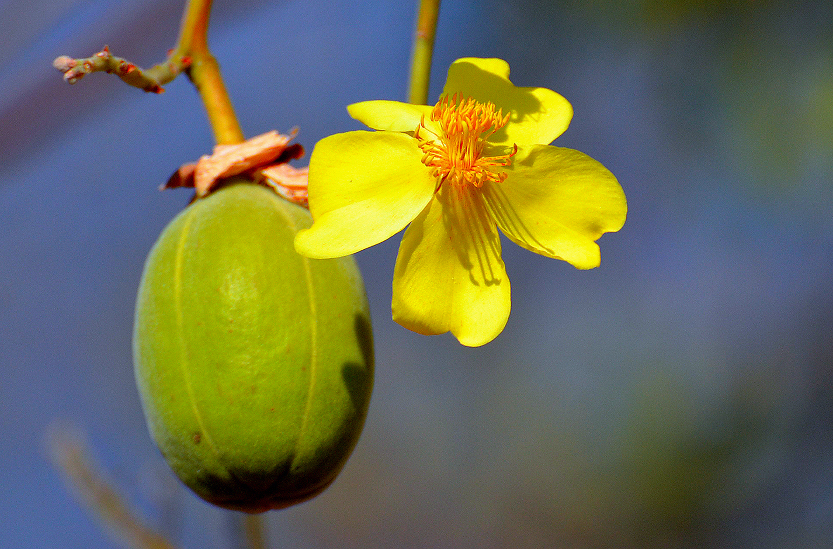 Kapok, Yellow