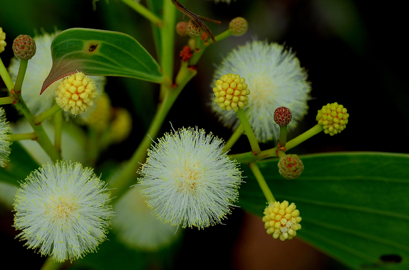 Wattle, White-barked