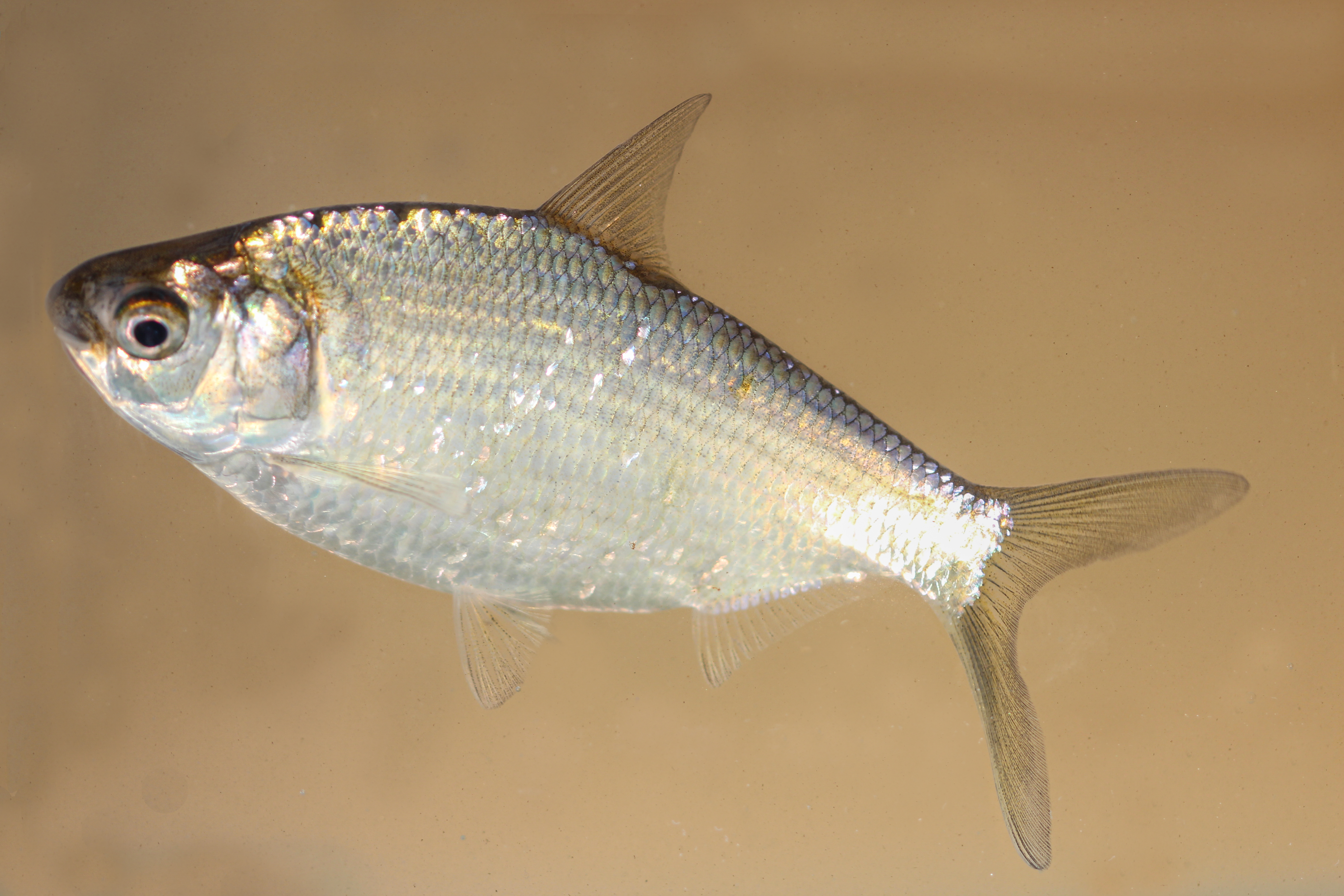 Bream, Bony