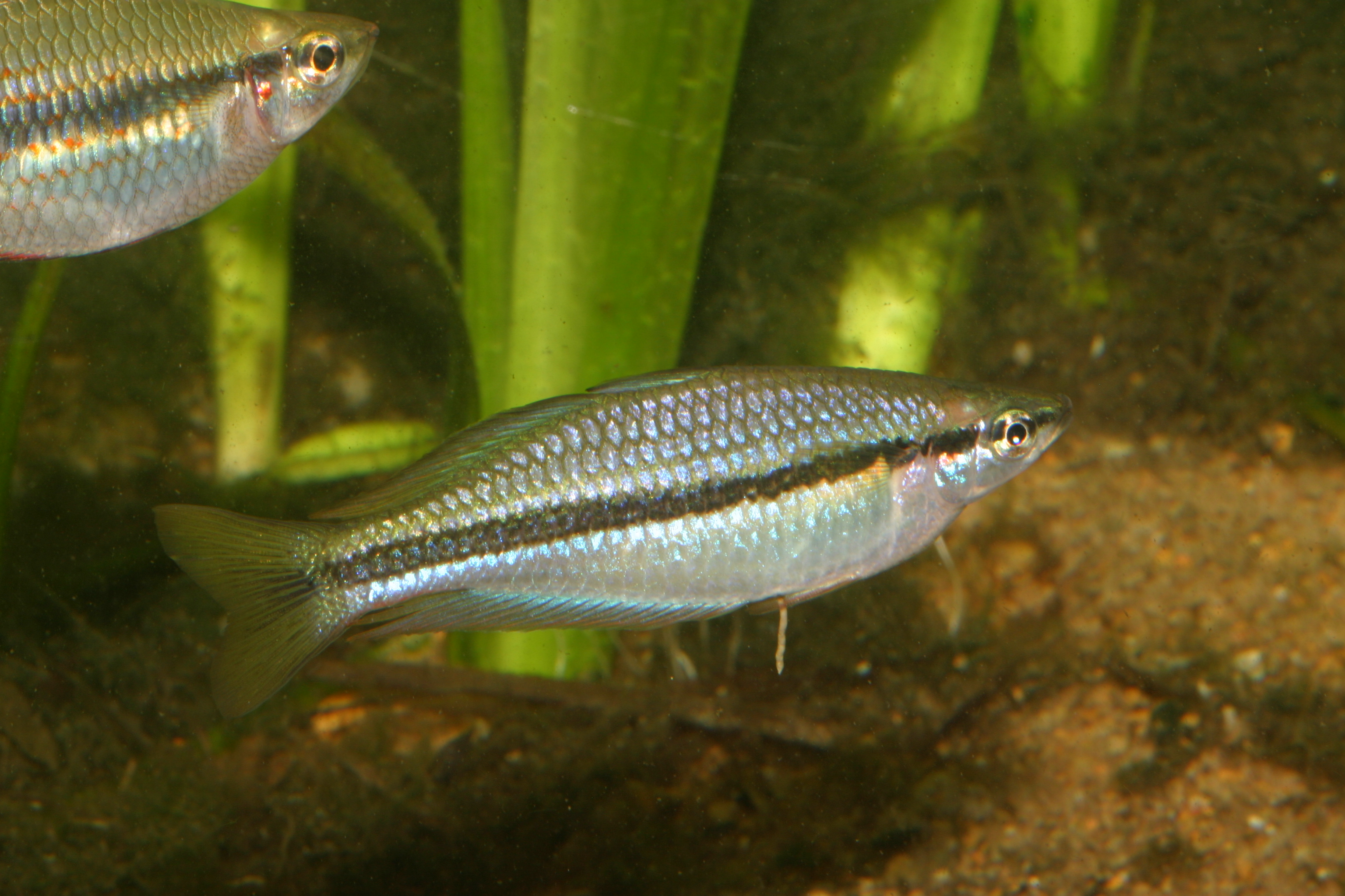 Rainbowfish