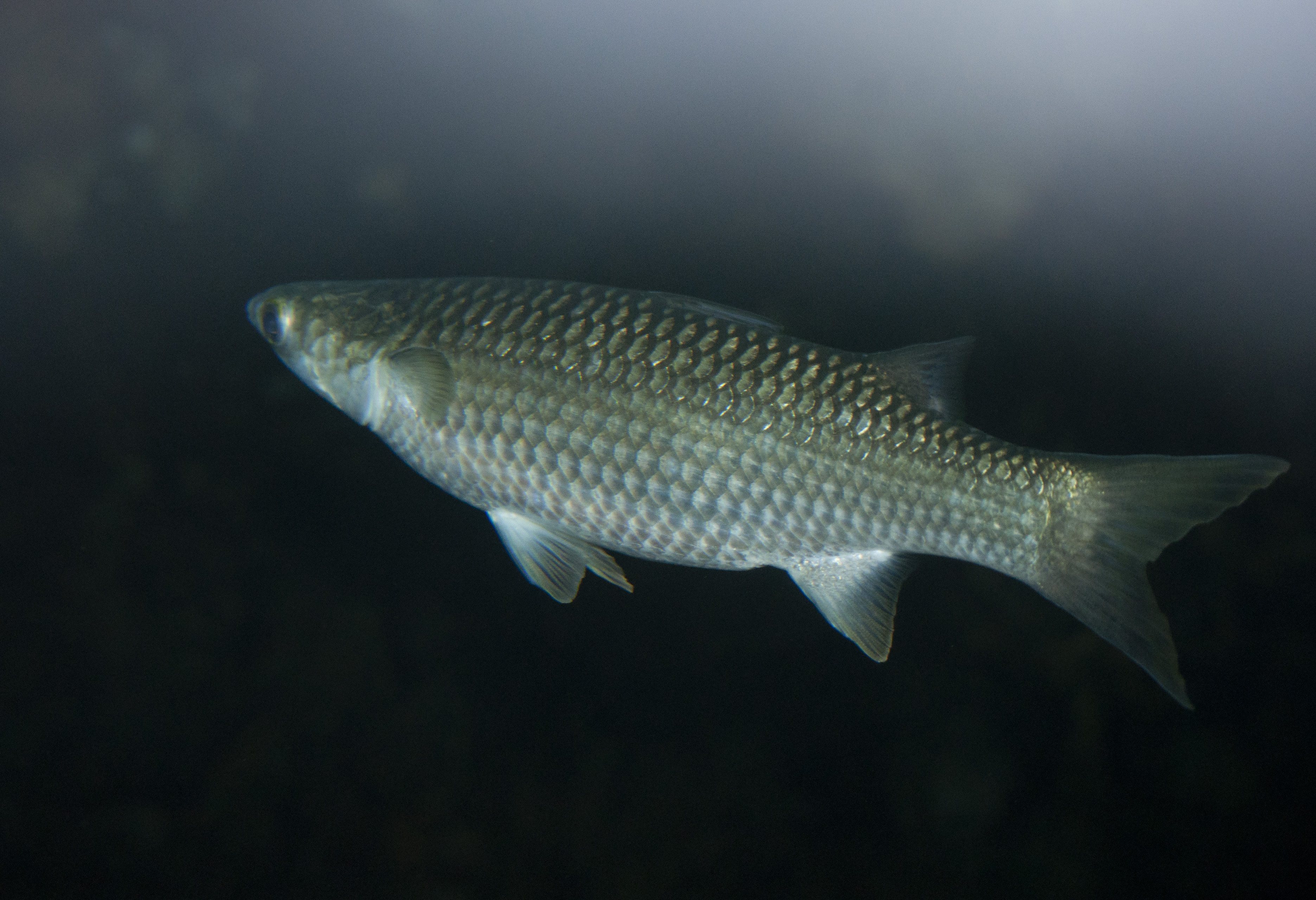 Fish
