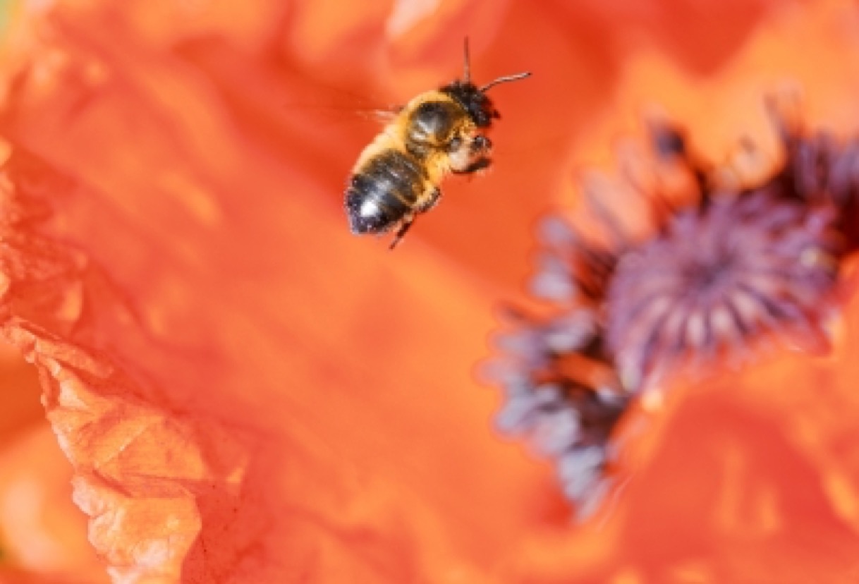 bee