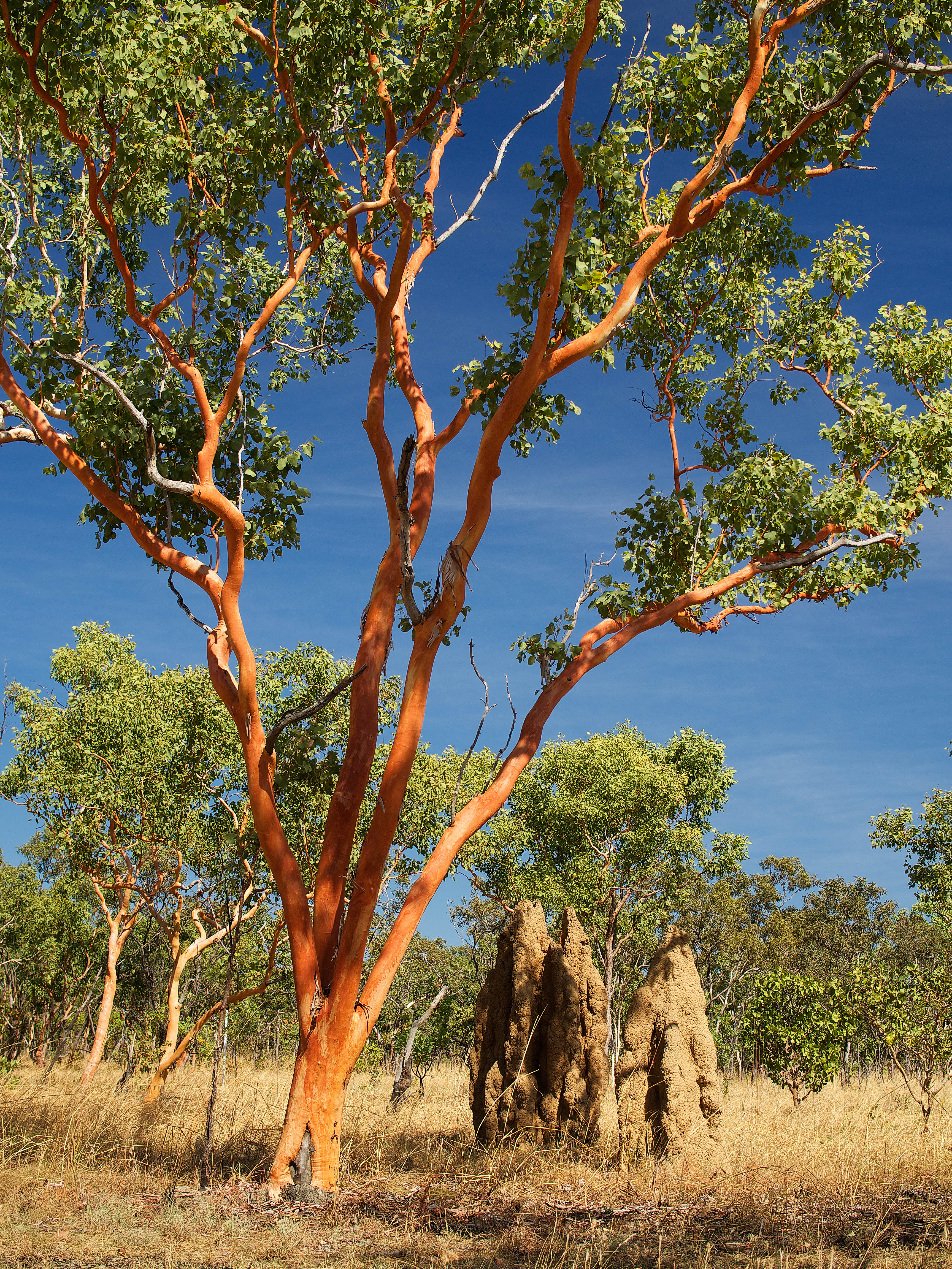 Gumtree, Salmon