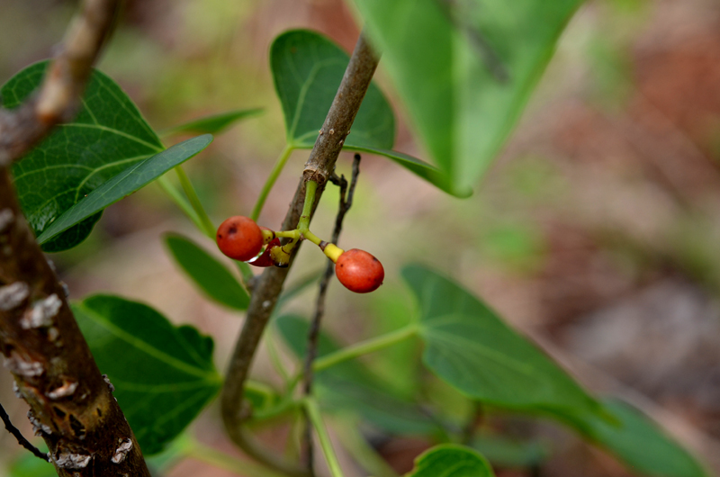 Snake Vine