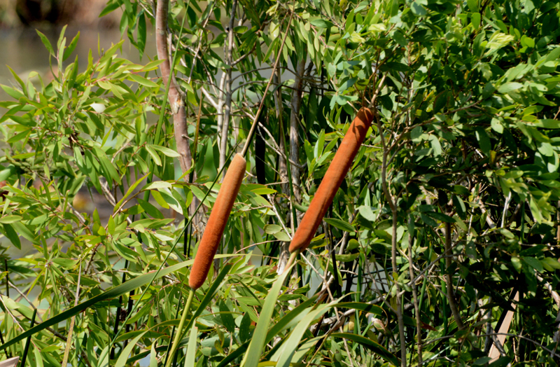 Bulrush