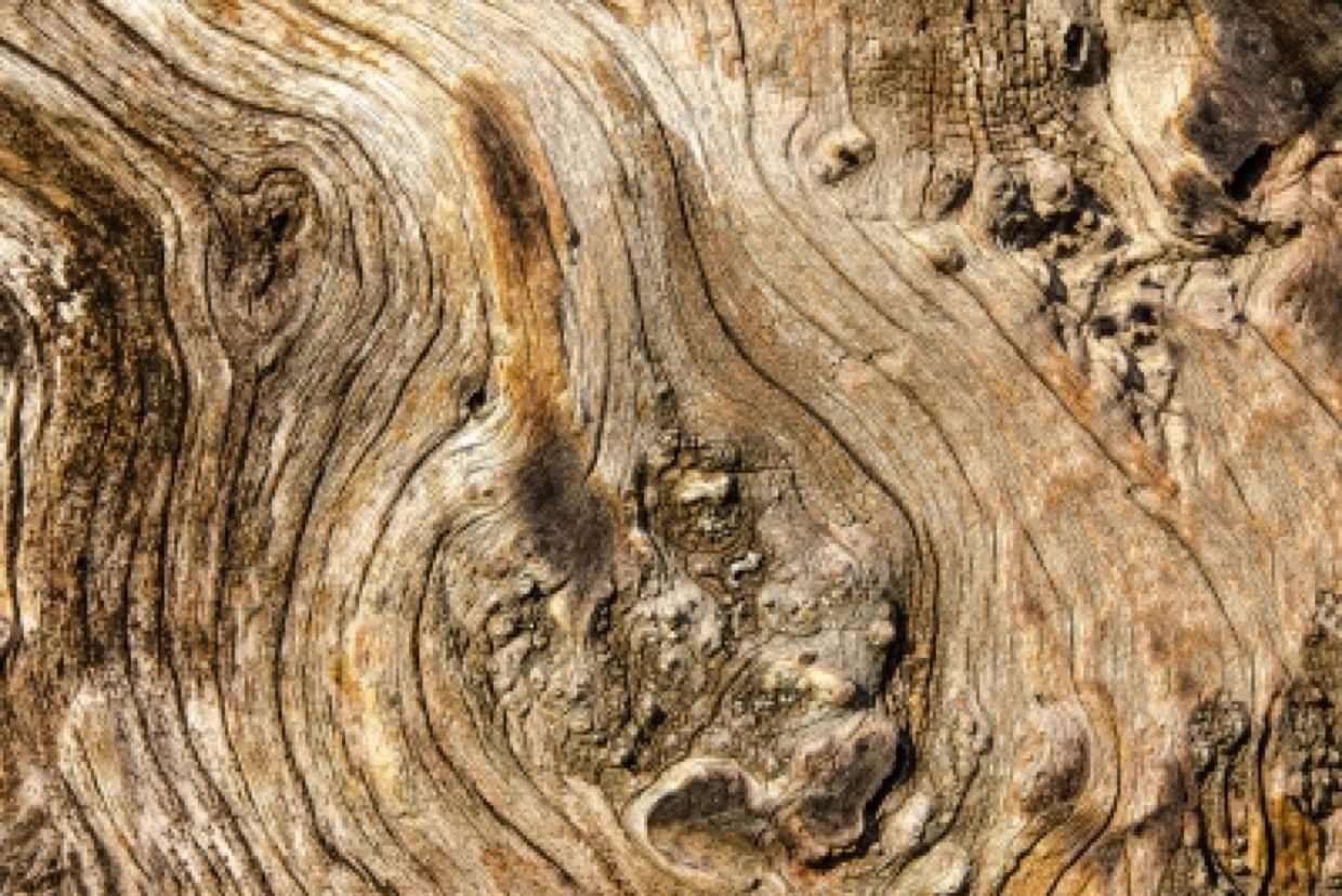 bark