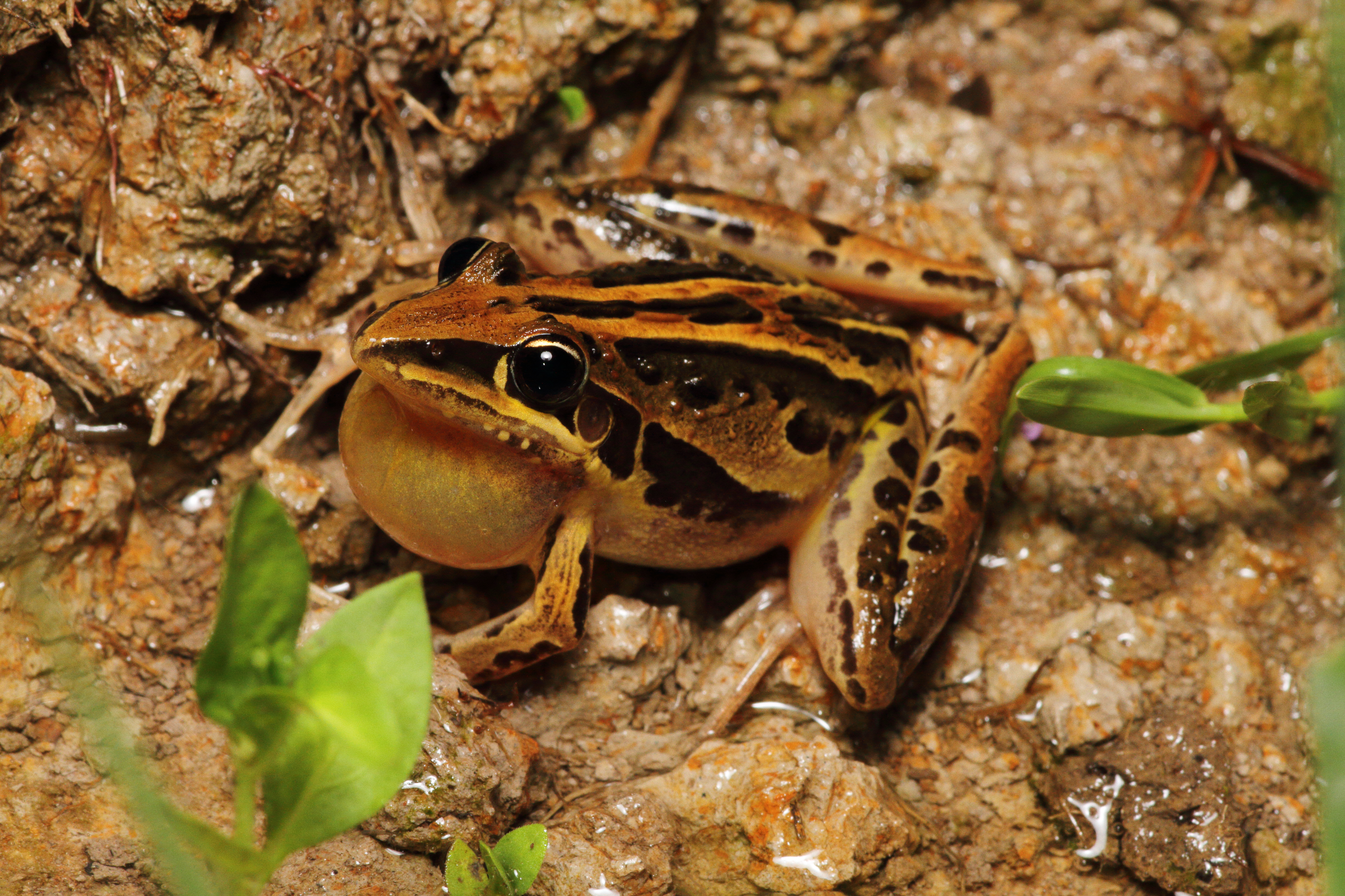Frog, Rocket