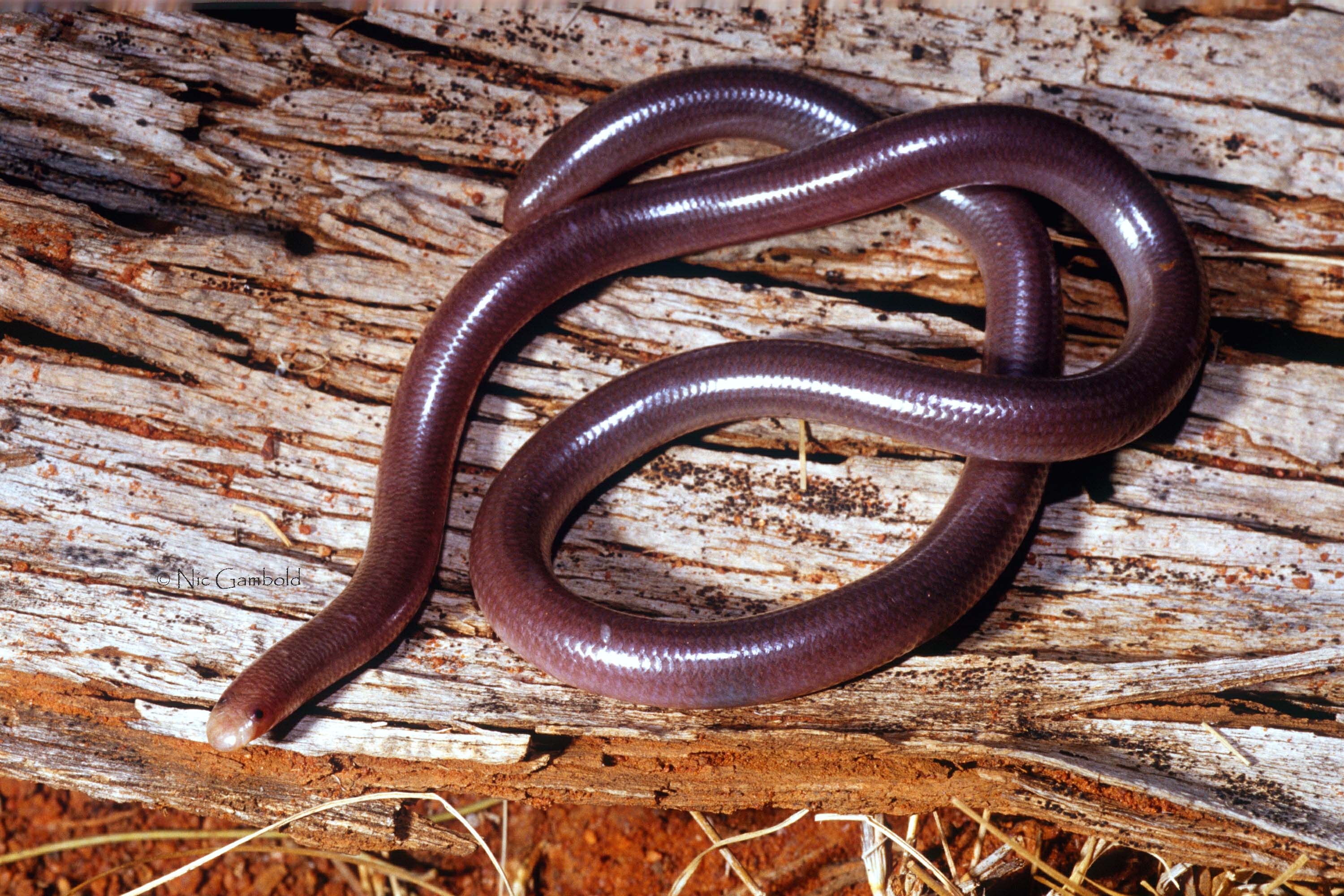 Snake, Blind
