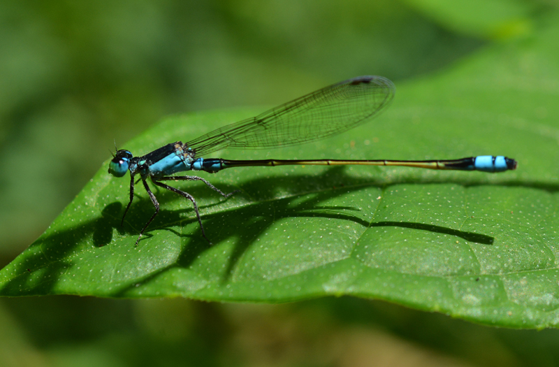 Damselfly (general)