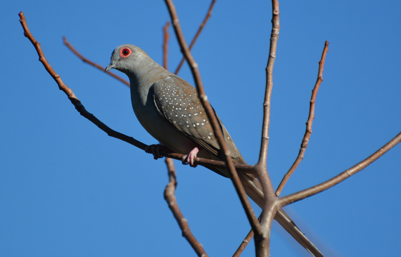 Dove, Diamond