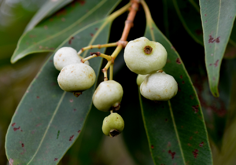 Apple, White Bush