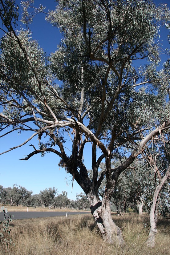 white box tree