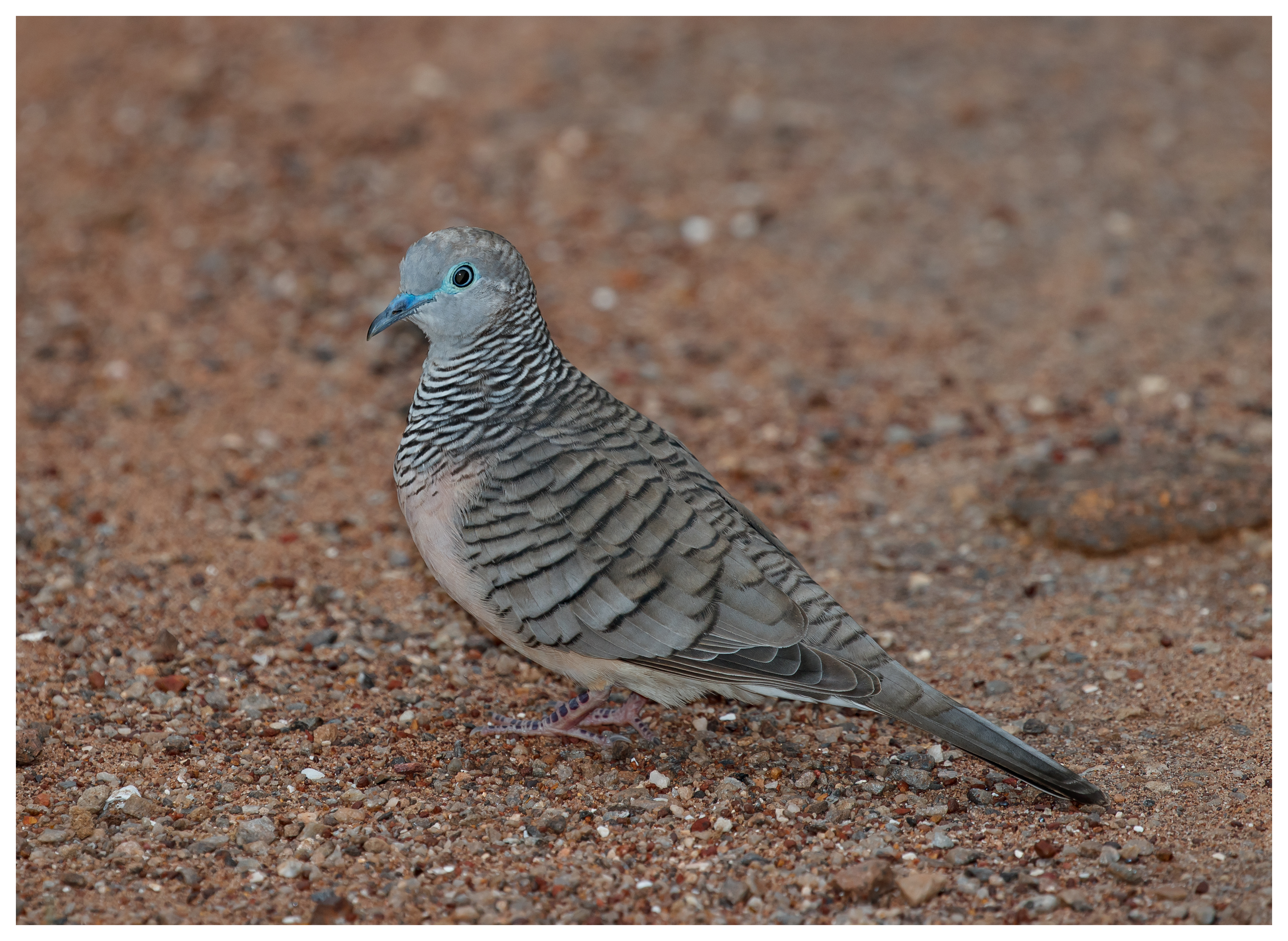 Dove, Peaceful