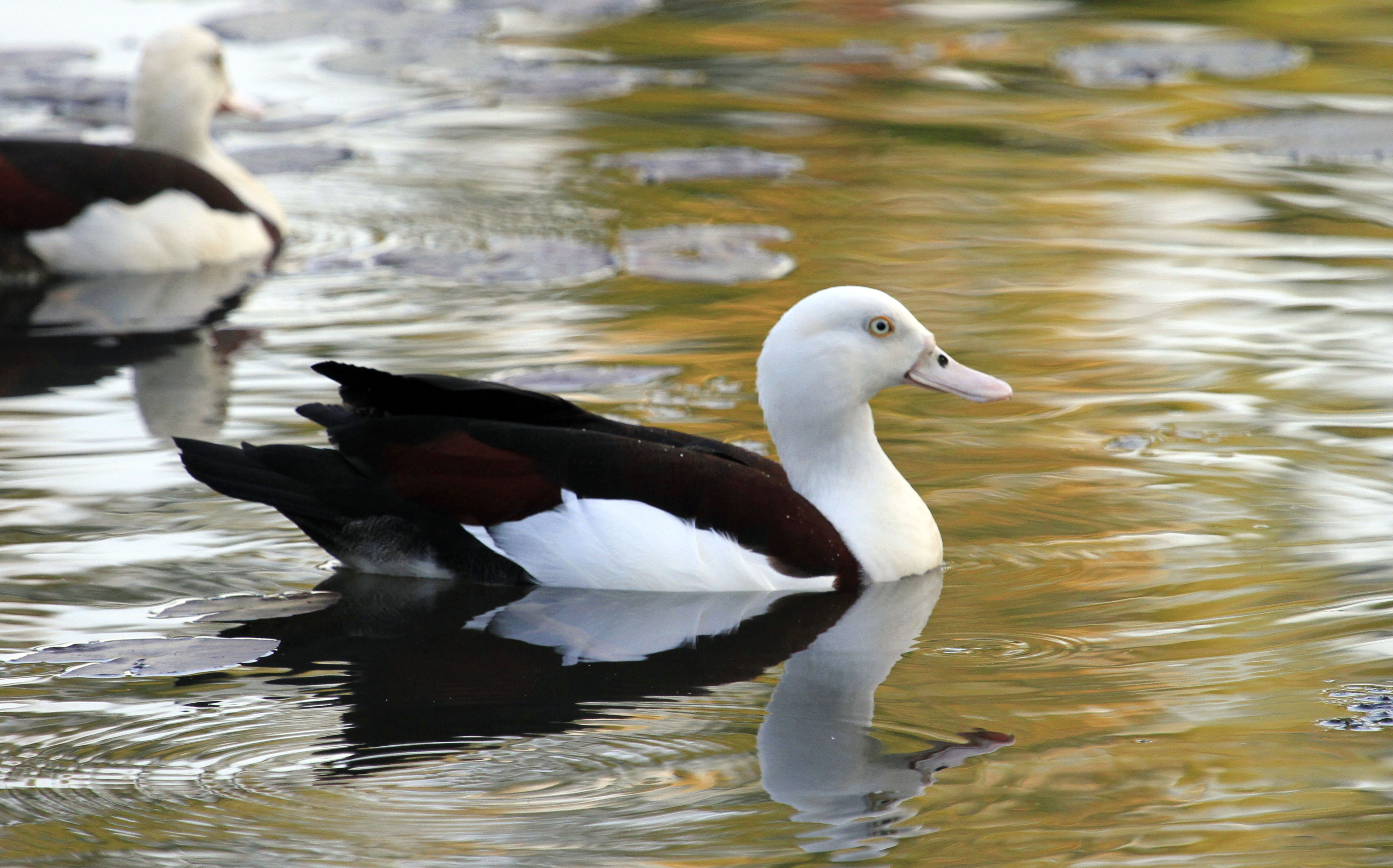 Duck, Burdekin