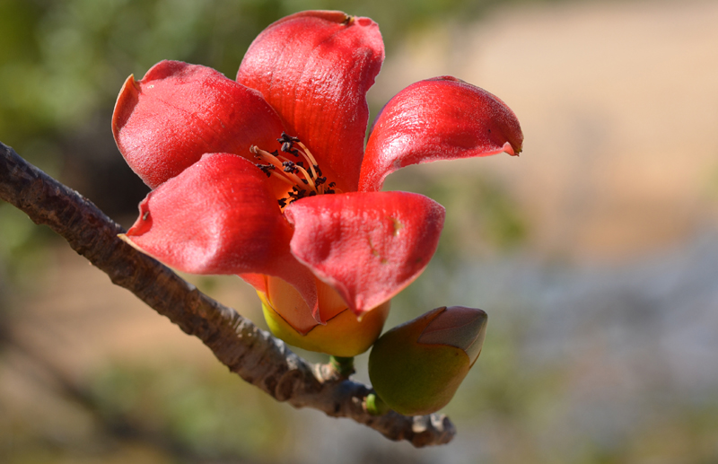 Kapok, Red-flowered