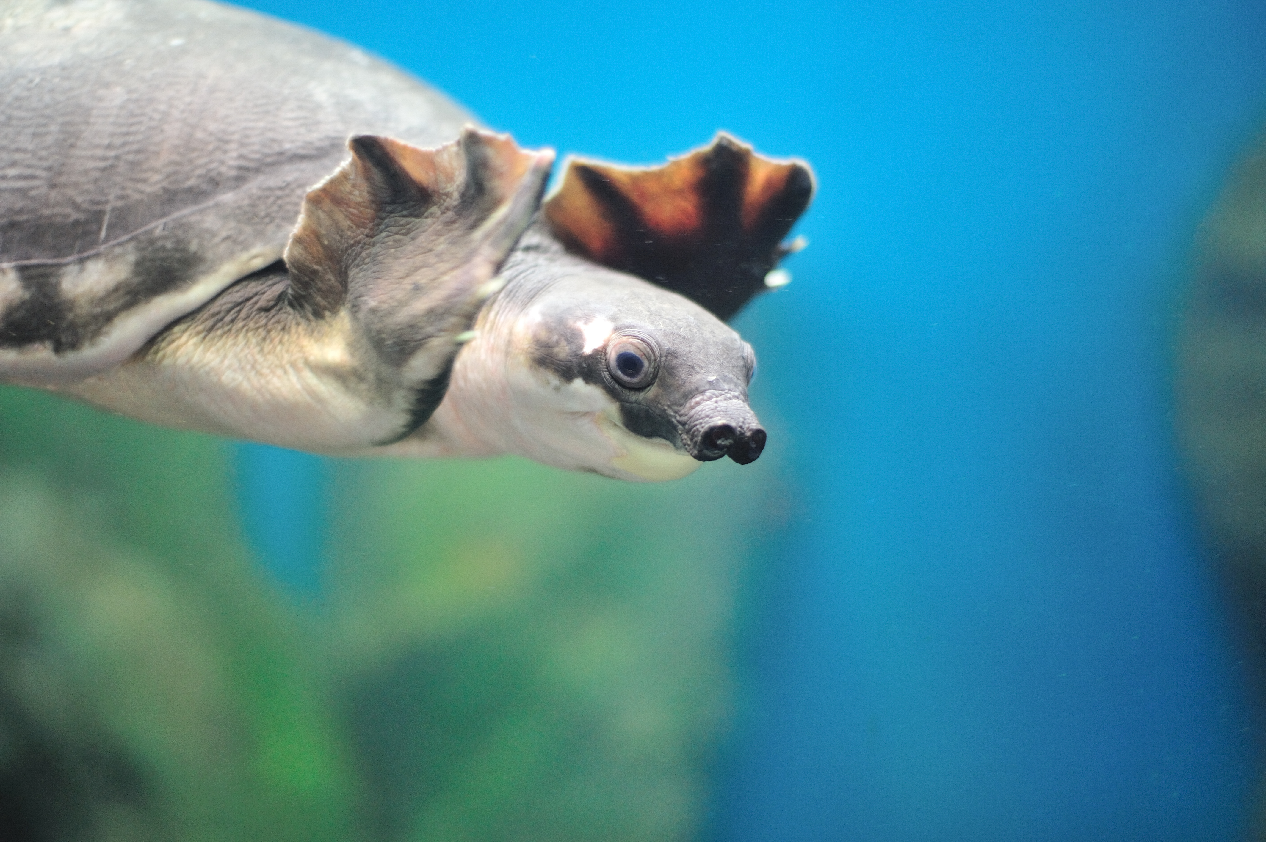 Turtle, Pig-nosed