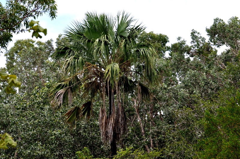 Palm, Cabbage