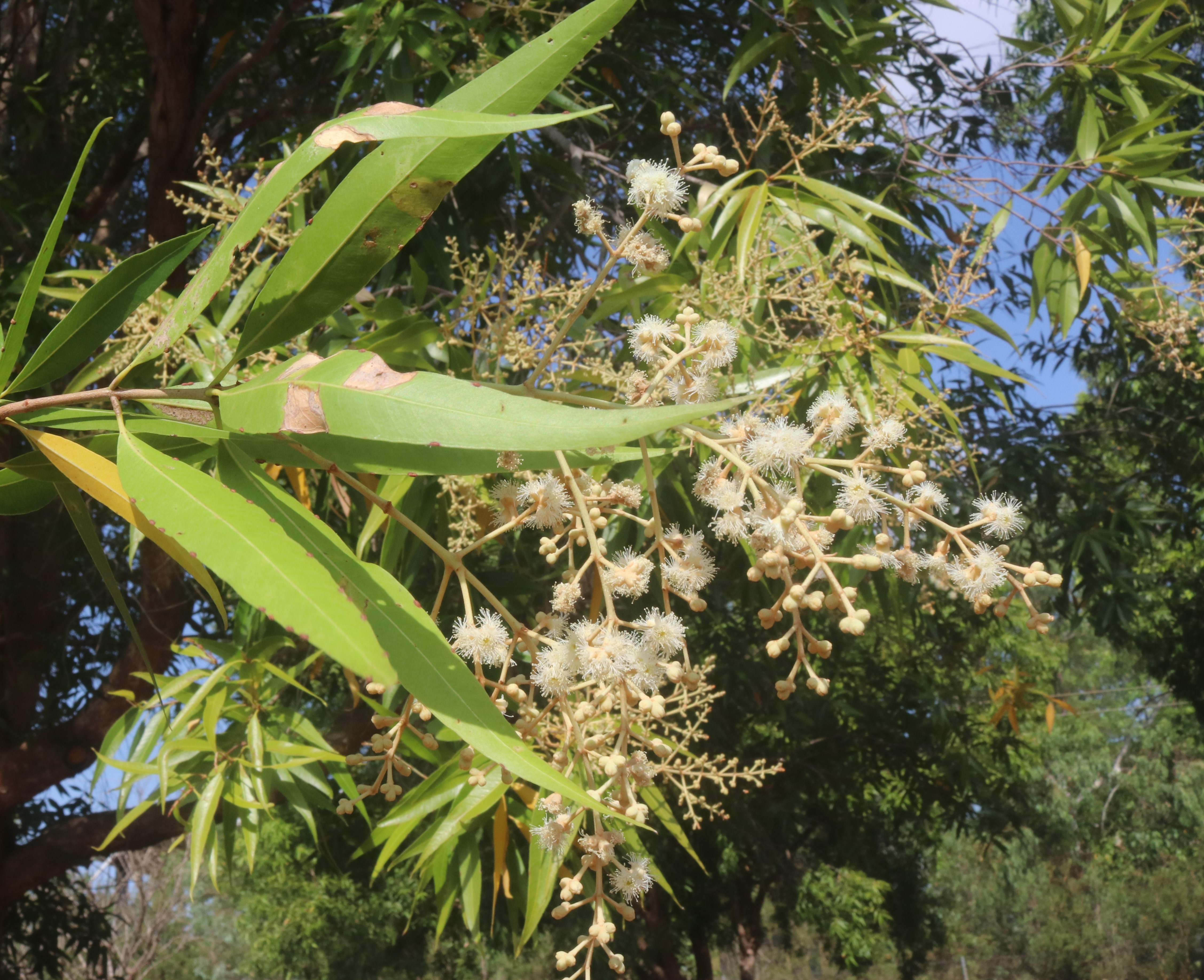 Allosyncarpia