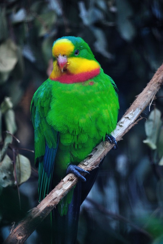 parrot