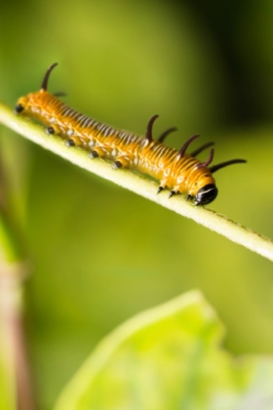 caterpillar