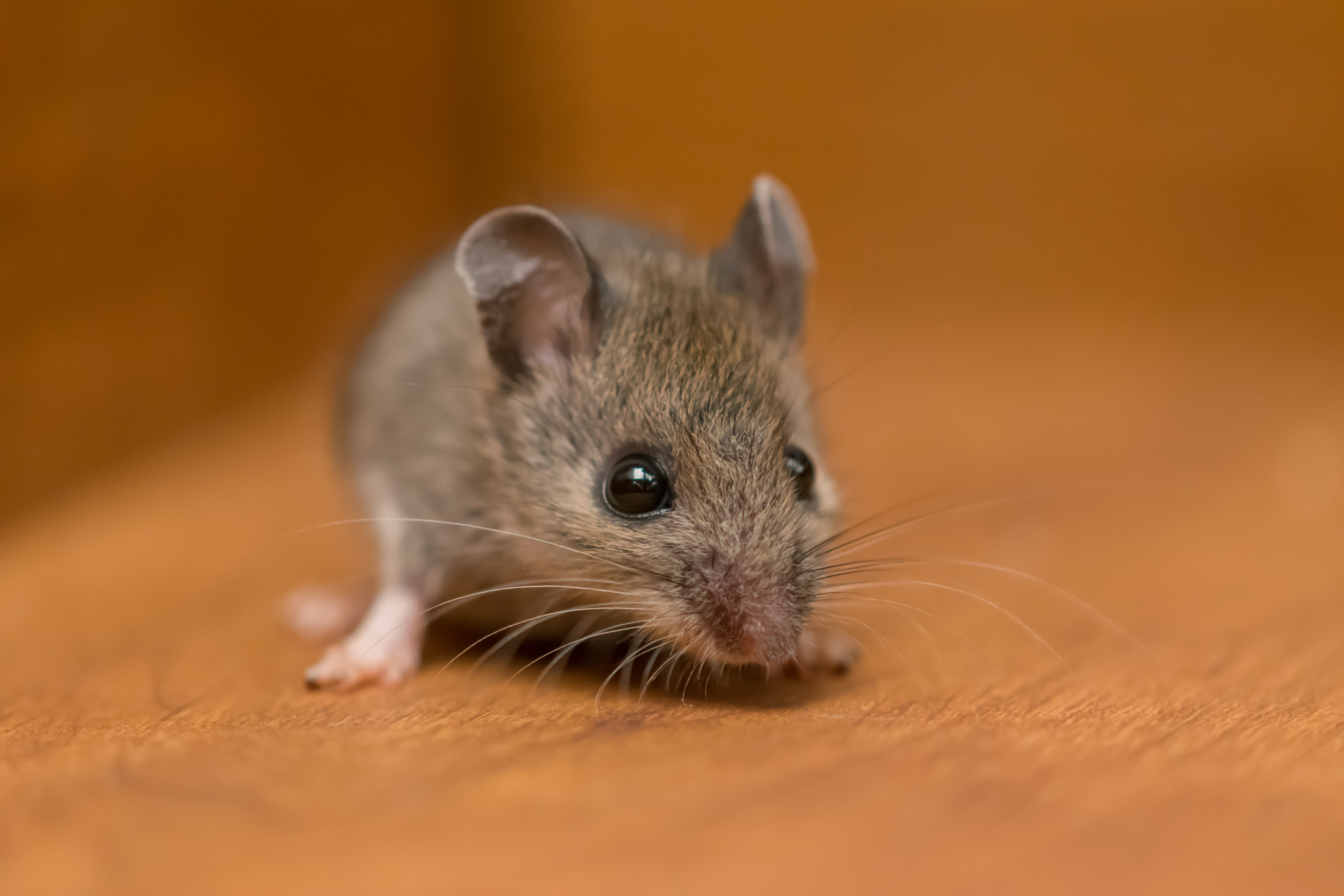 Mouse, House