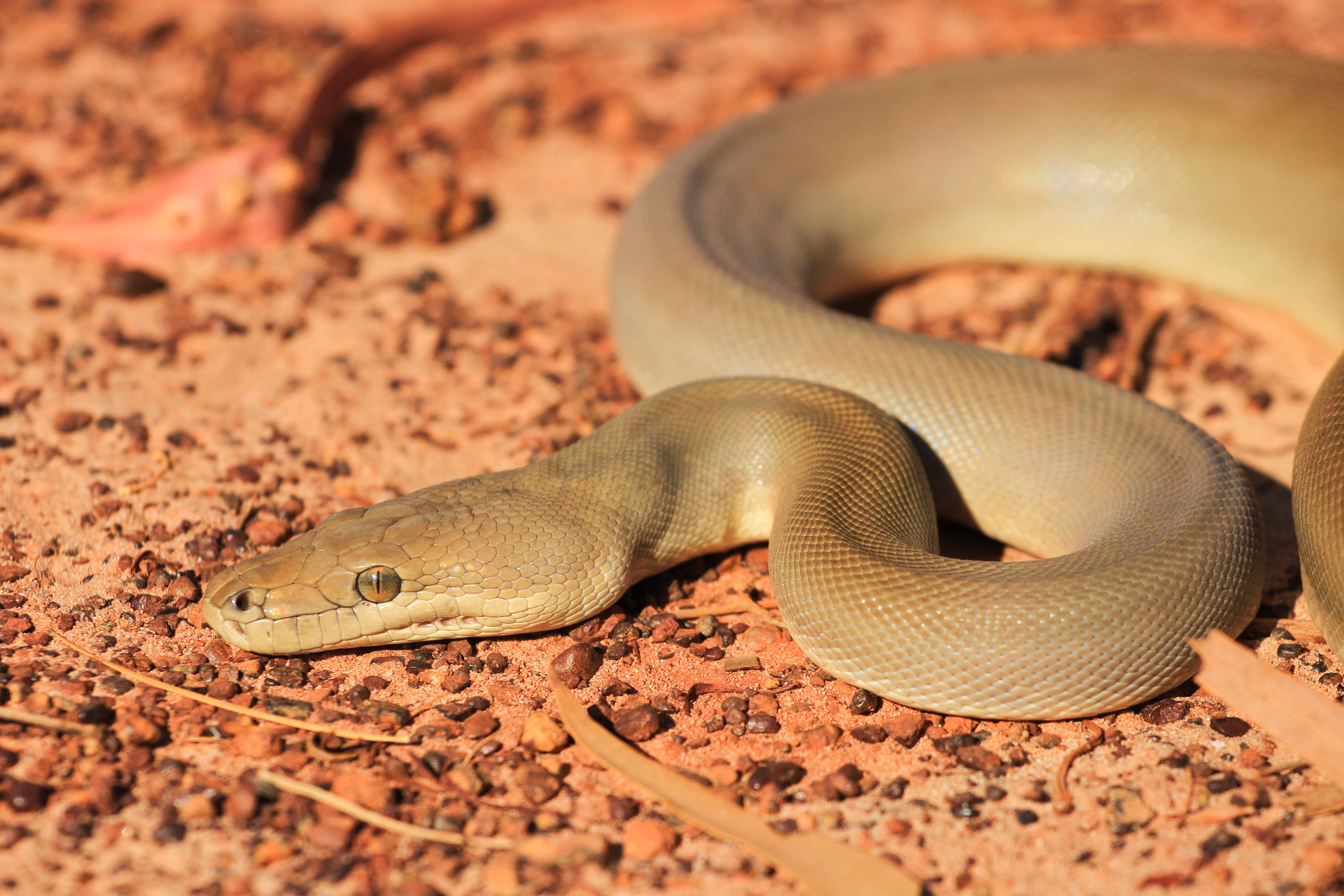Python, Olive