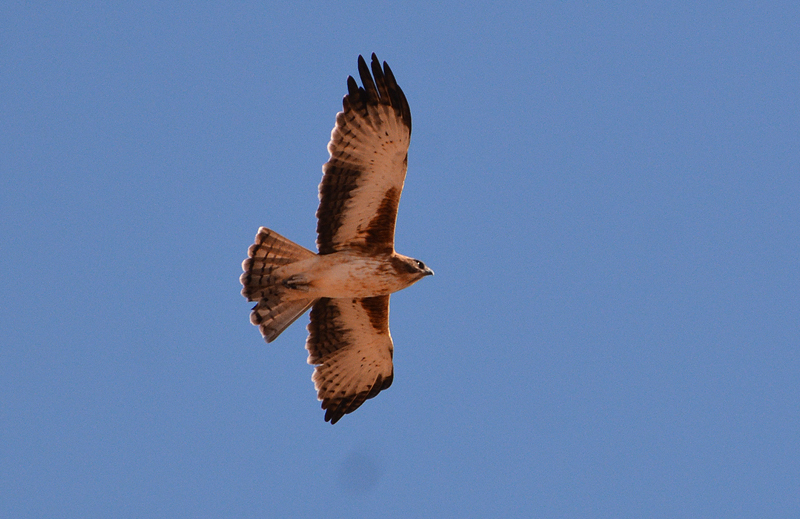 Eagle, Little