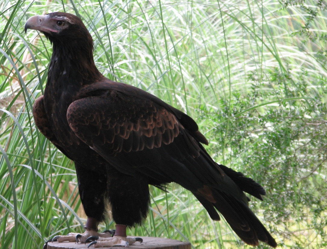 Wedgetailed eagle