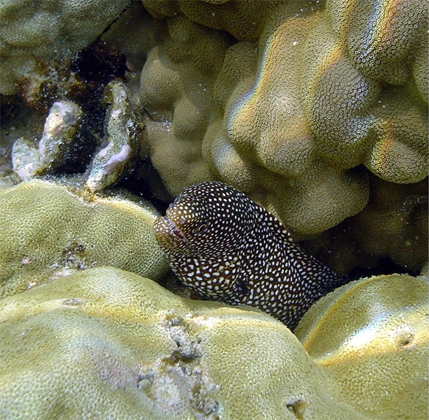eel