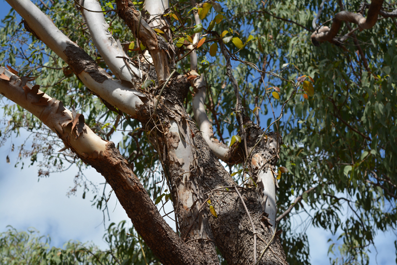 Gumtree, Cabbage