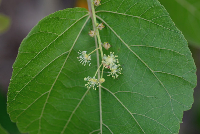 Croton