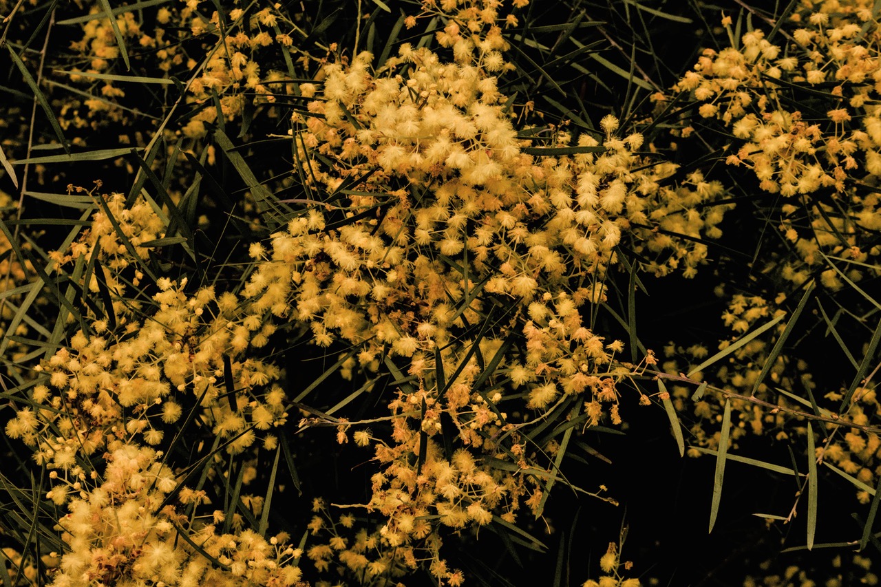 Wattle