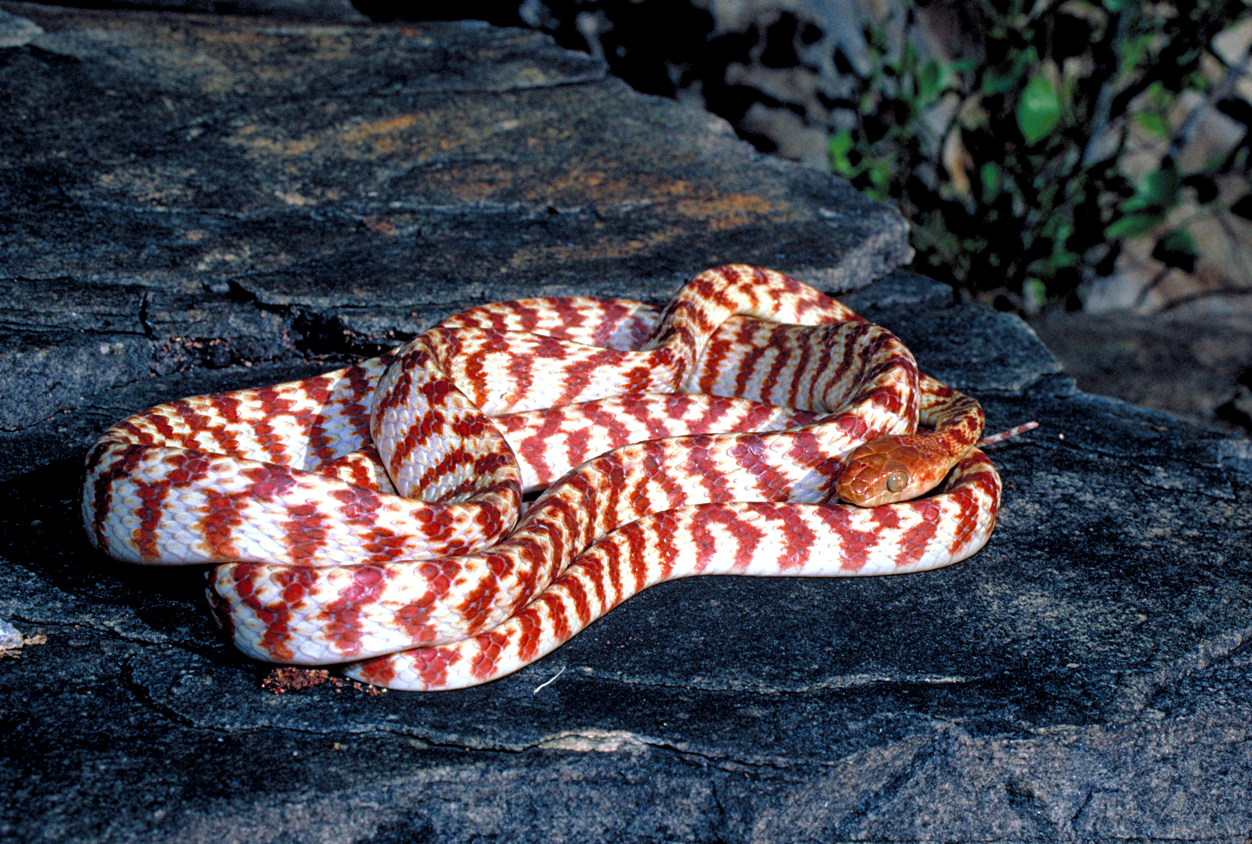 Snake, Brown Tree