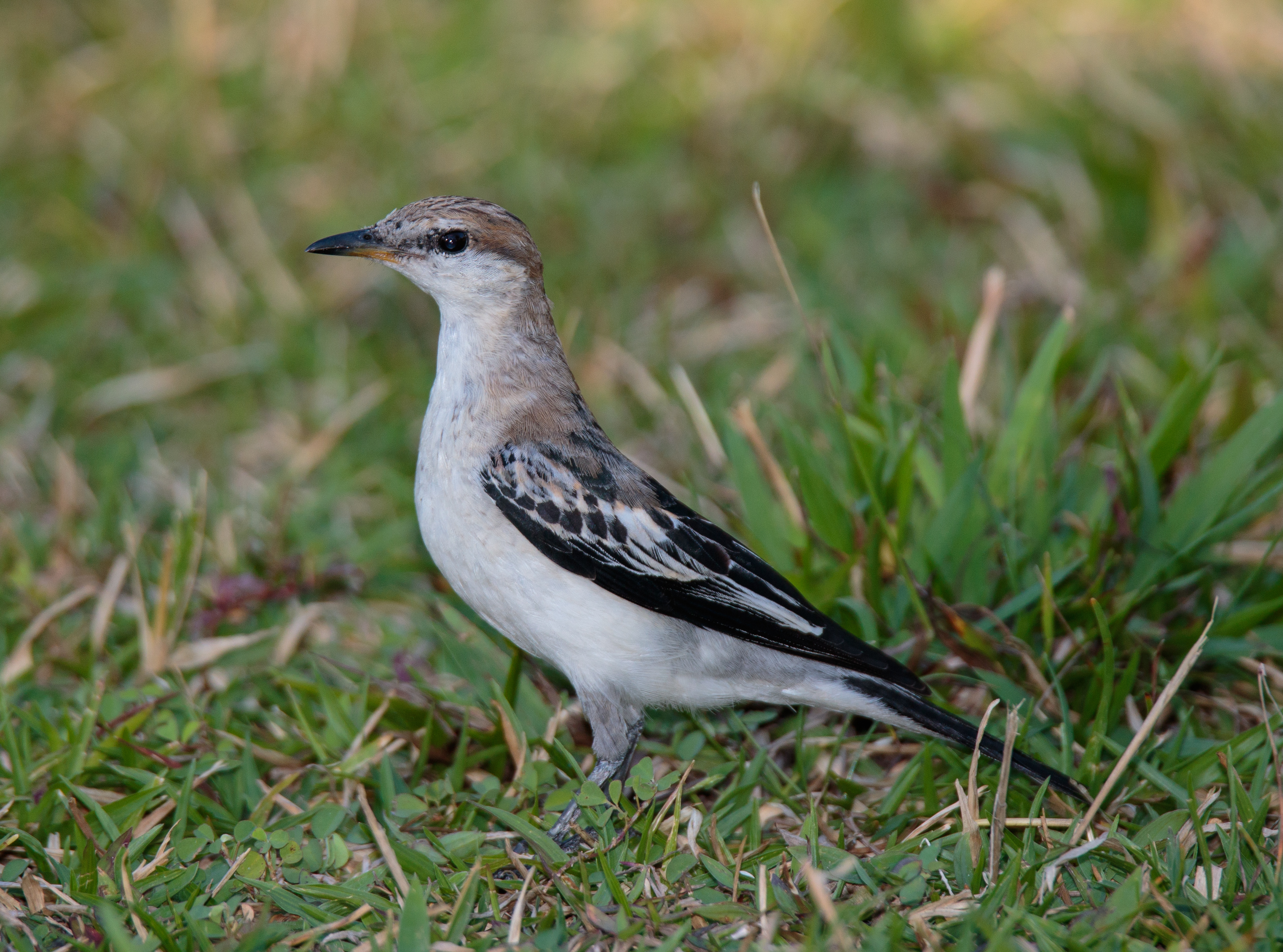 Triller, White-winged