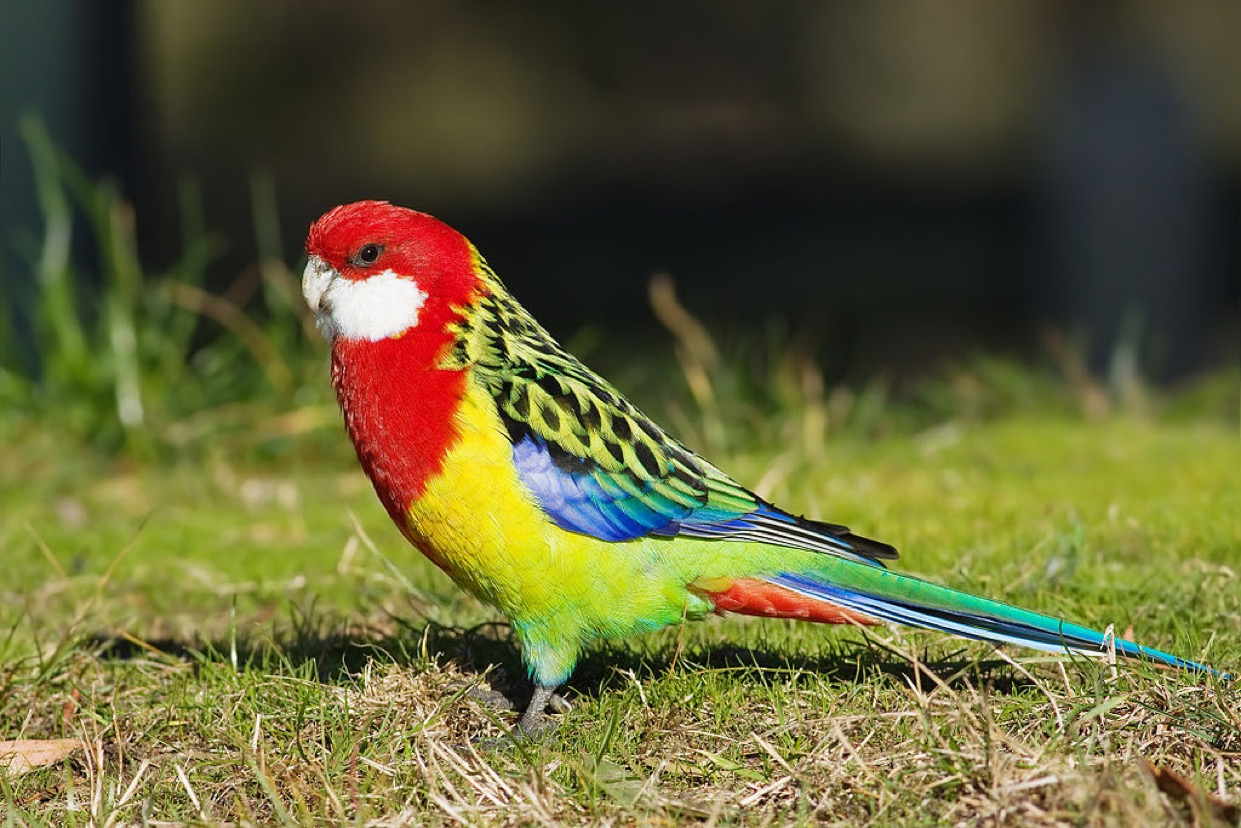 parrot