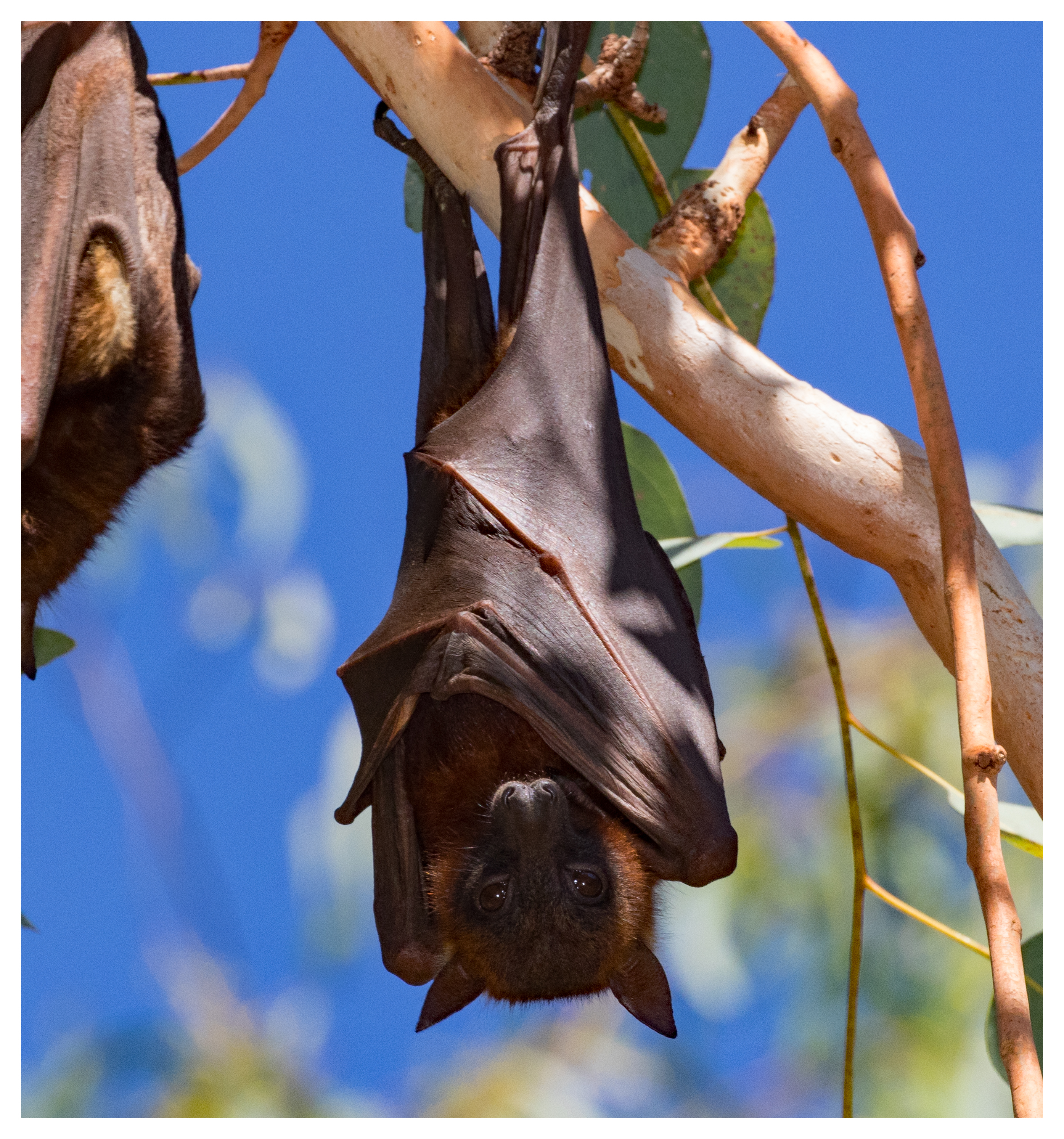 Flying-fox, Little Red