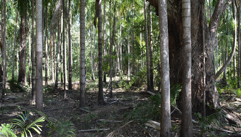 Palm, Carpentaria