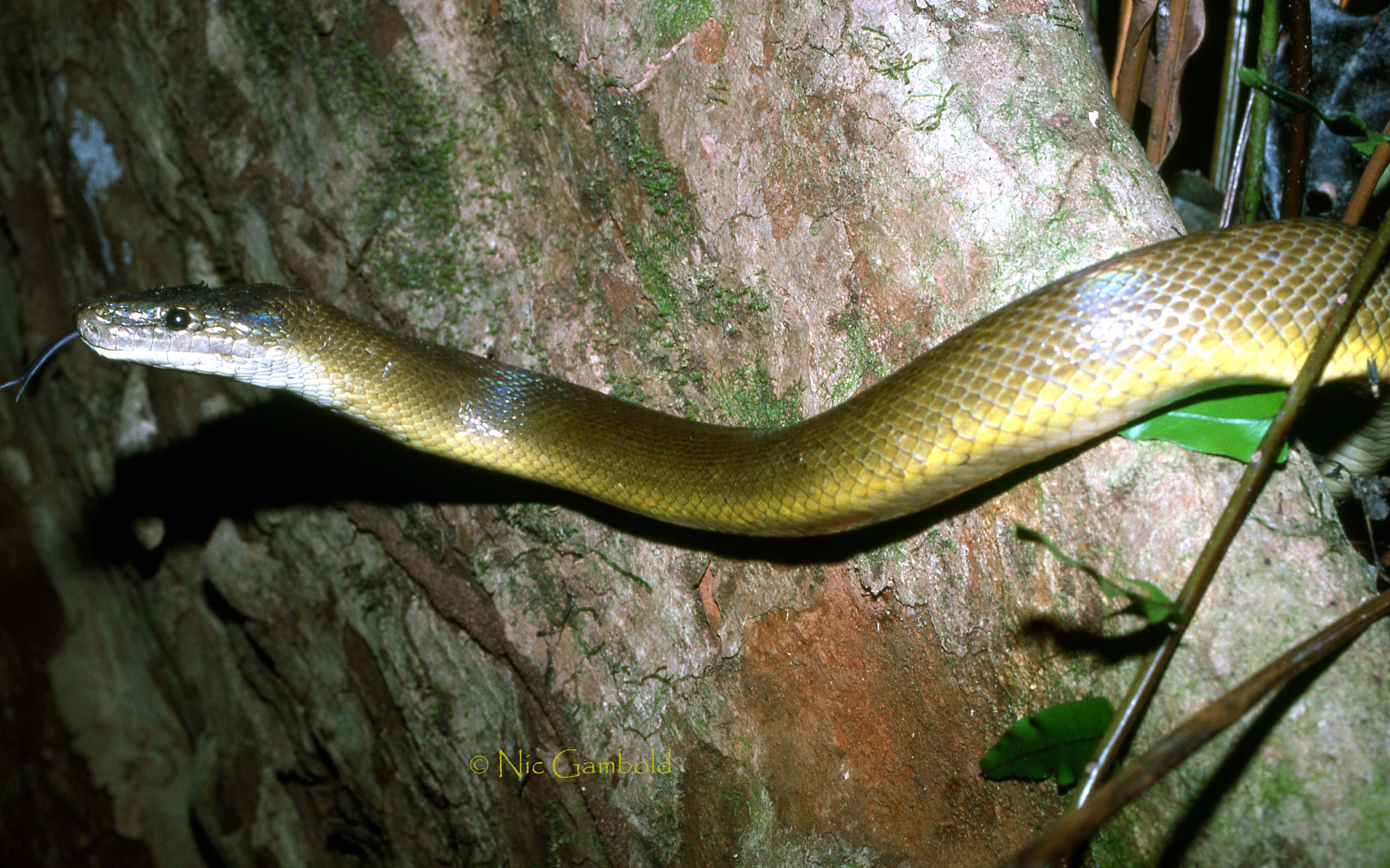 Python, Water