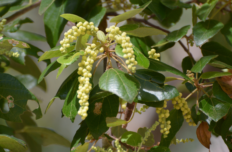 Yellowball Flower