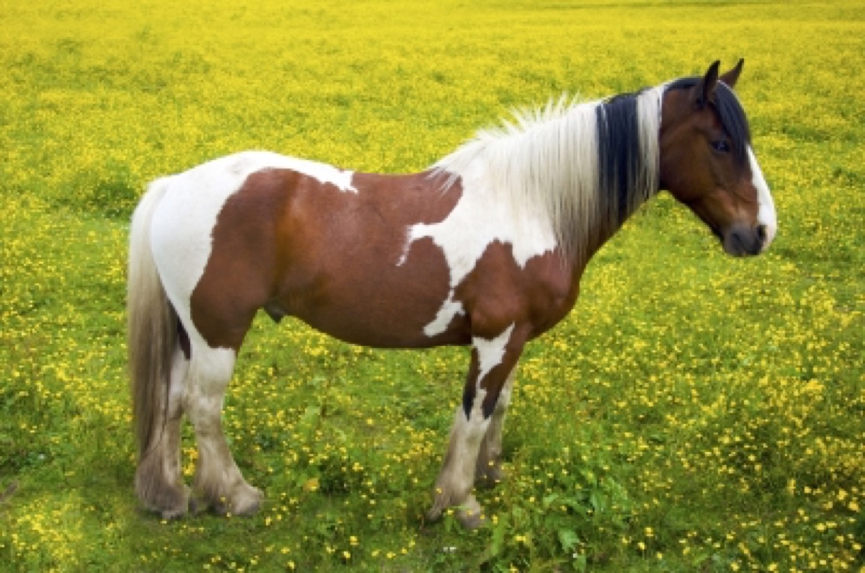 horse
