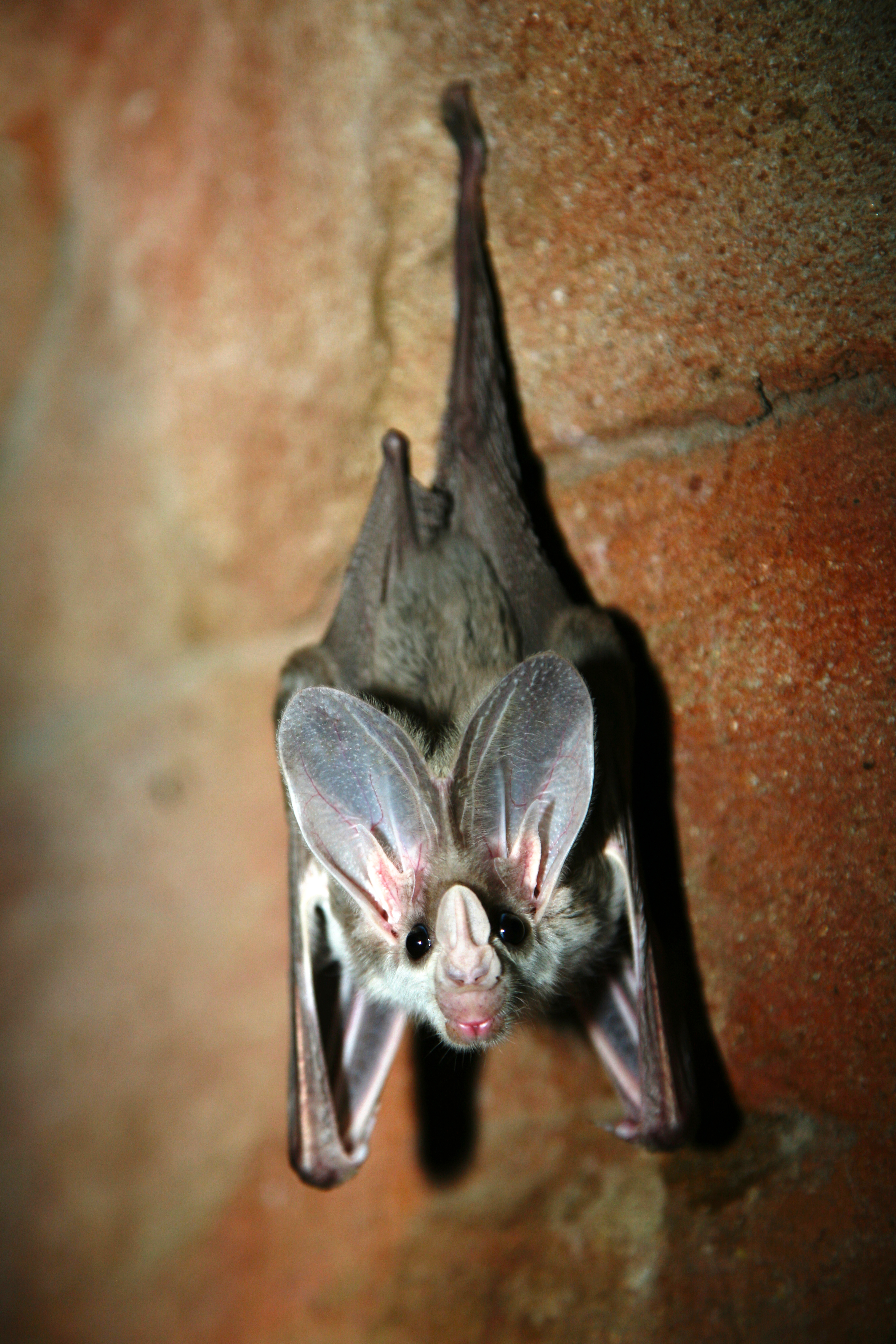 Bat, Ghost