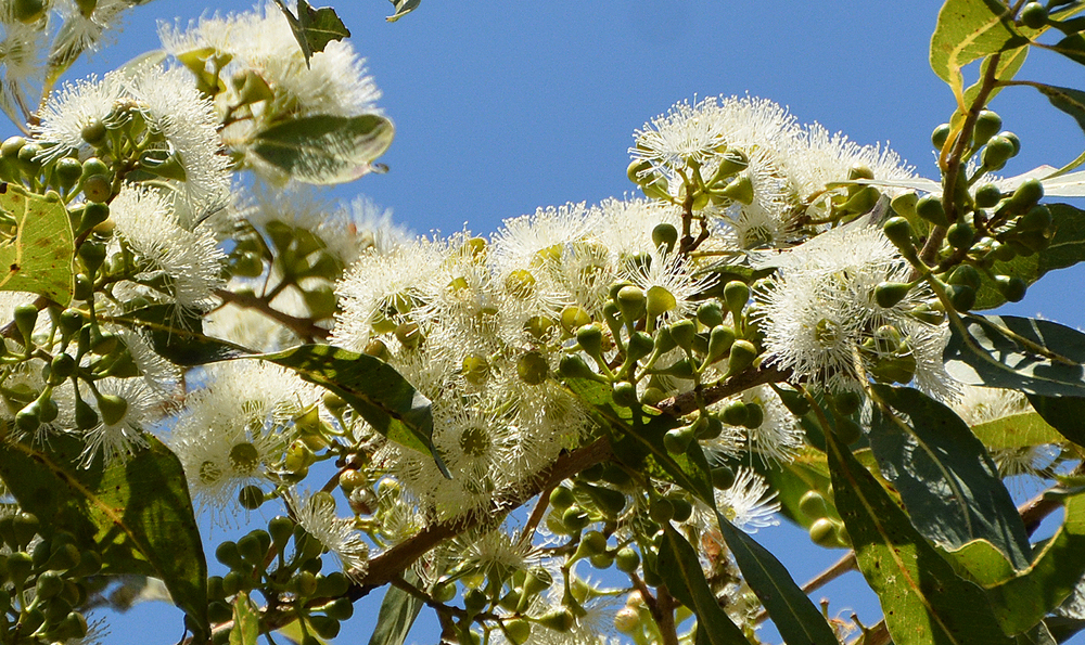 Gumtree, Apple