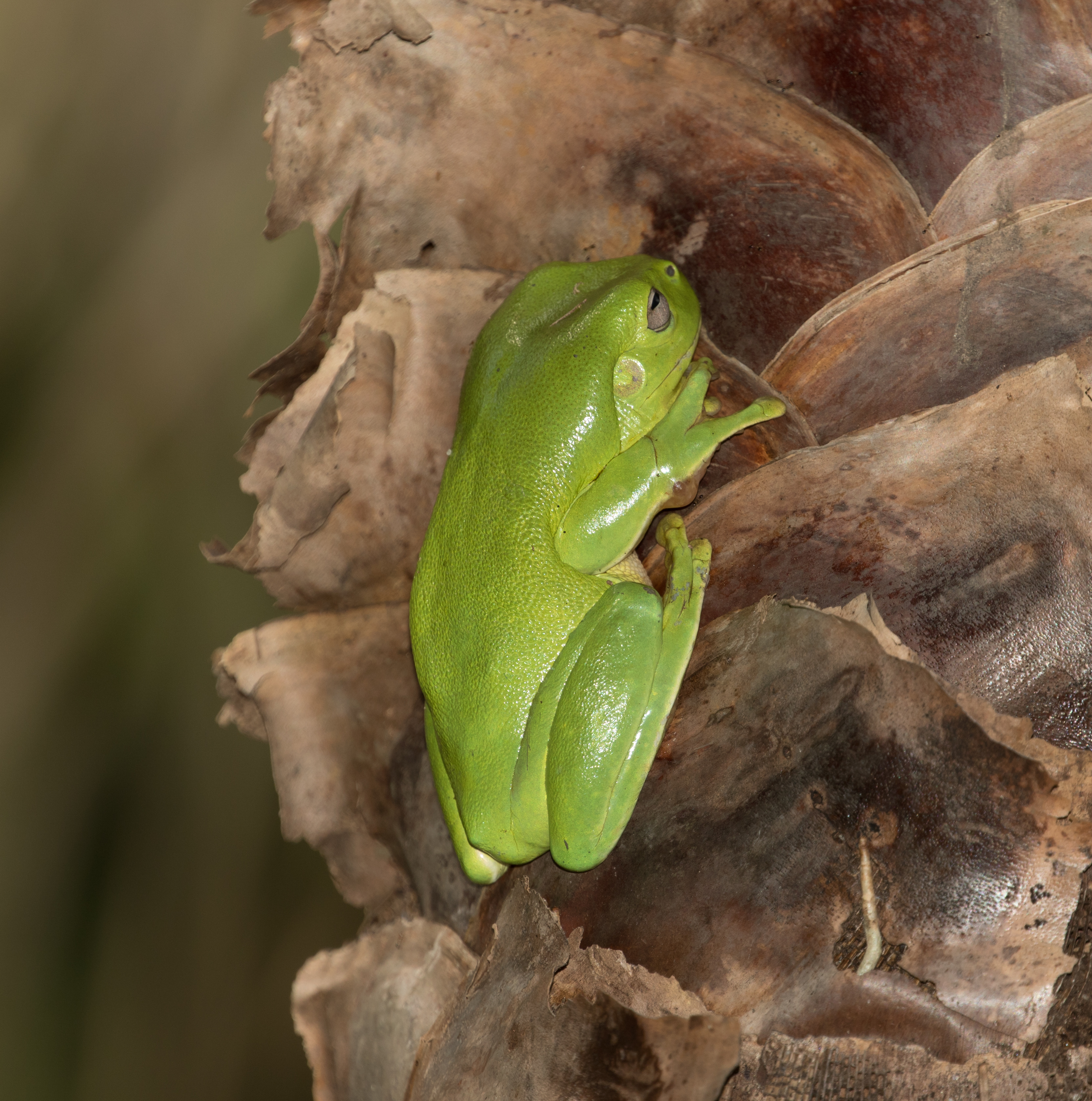 Frog