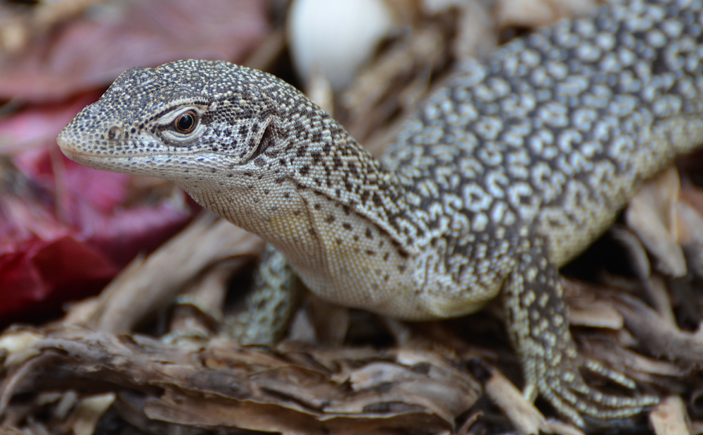 Goanna, Tree