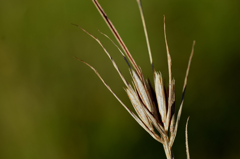 Grass, Kangaroo