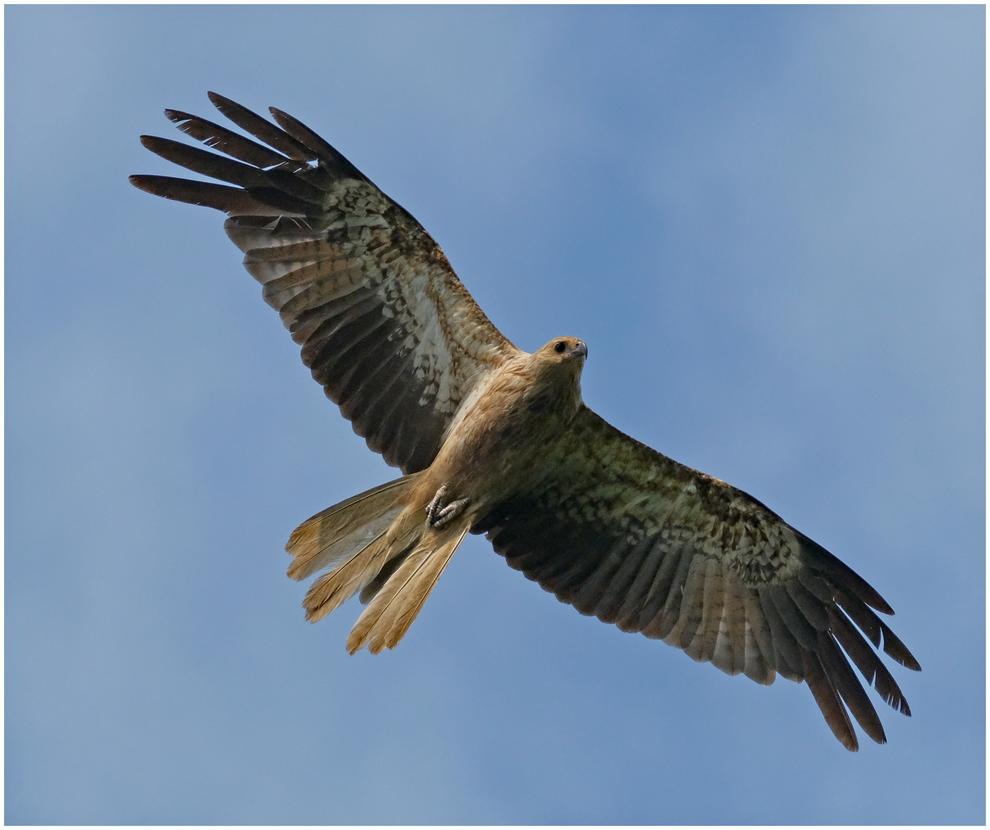 Kite, Whistling