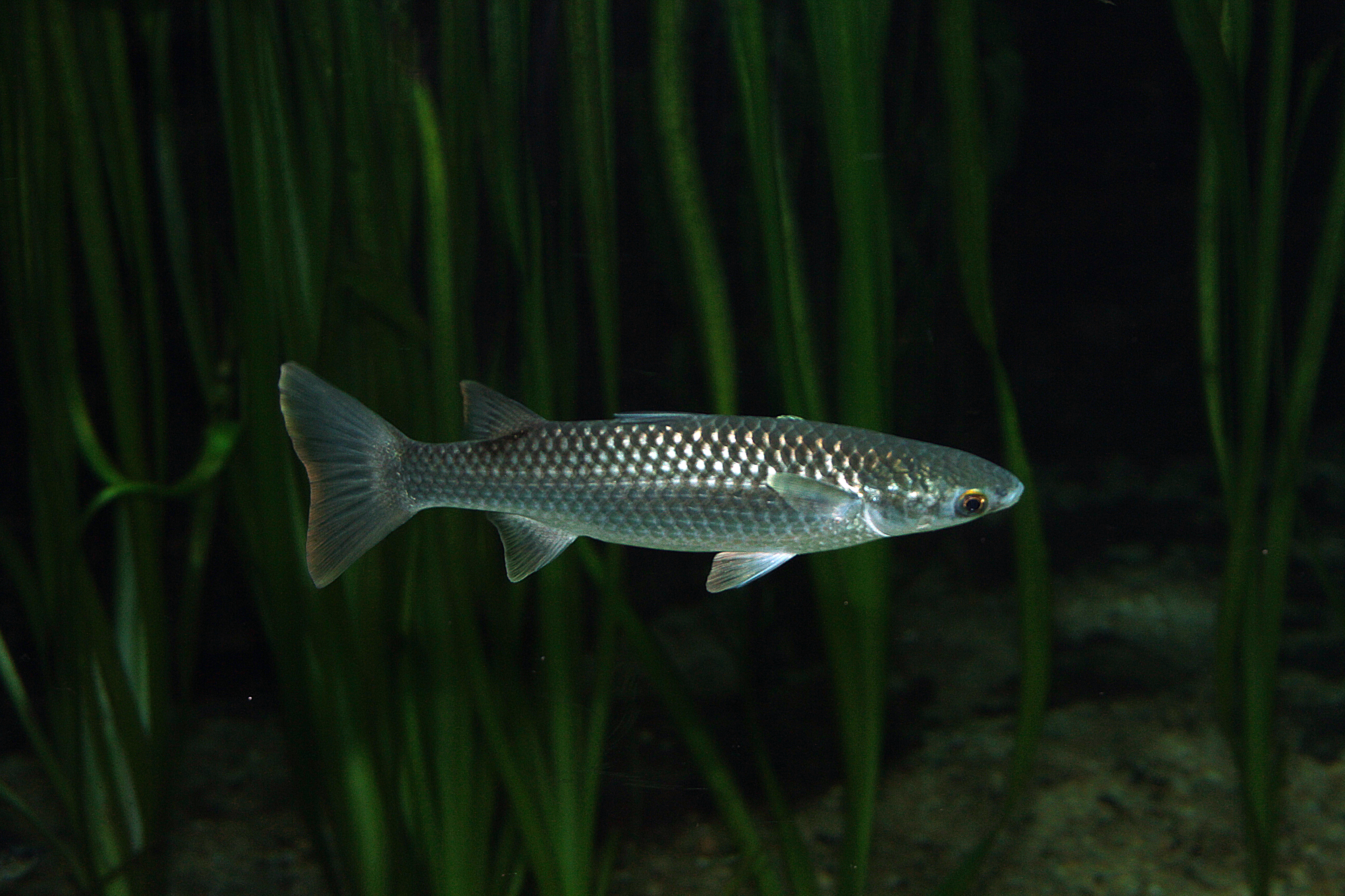 Diamond Mullet