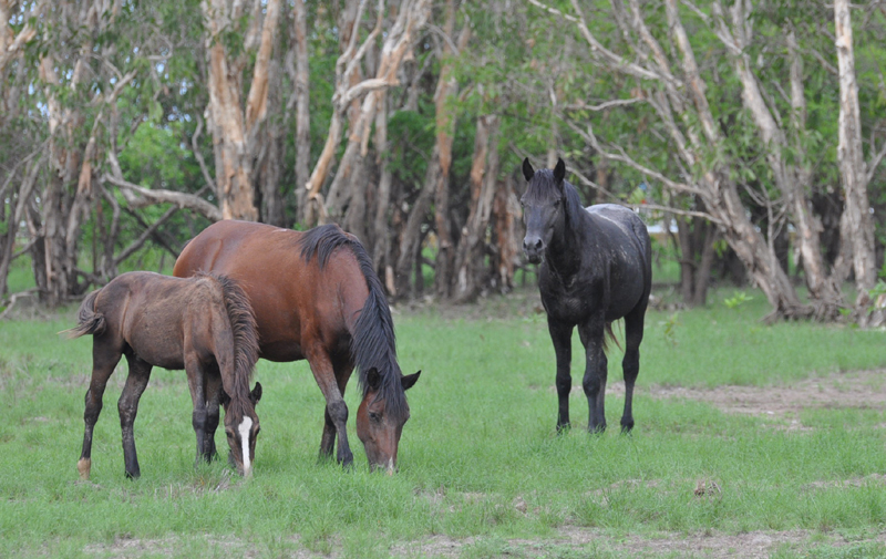Horse